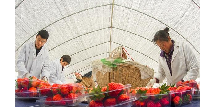 ����ũ��Ʒ���볤���ǣ����ʹ������ͷḻ�Ϻ��������ӡ�