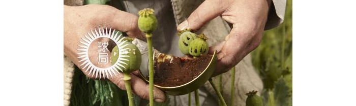 ȫʡһ����ѻƬ�����������ж�ң�